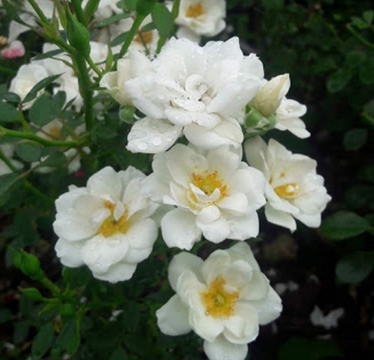 Rožė 'WHITE FLOWER CARPET'  